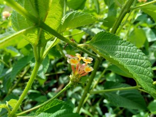 Lantana camara (common lantana, big sage, wild-sage, red sage, white sage, tick berry, West Indian lantana, umbelanterna) with natural backrgound
