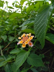 Lantana camara (common lantana, big sage, wild-sage, red sage, white sage, tick berry, West Indian lantana, umbelanterna) with natural backrgound