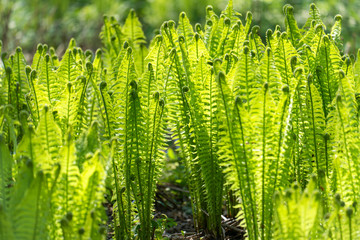 Ferns in Spring light