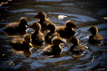 Fluffy ducklings in a pond