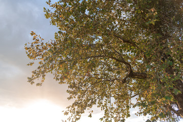 Obraz premium Silhouette of maple leaves (Platanus hispanica) in contrast to the sunset in southern Brazil