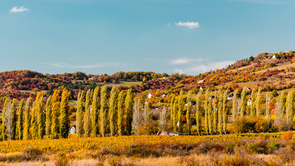 Hills in autumn colors close to Pécsely. A nice row of trees.