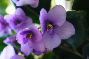 Lilac violets in a pot
