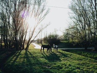 Sunset with horses © Jan