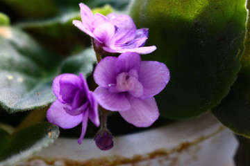Obraz na płótnie Canvas Lilac violets in a pot