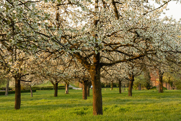 Kirschbaumblüte im Münsterland
