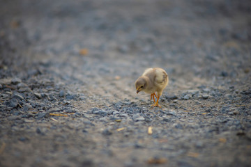 Small chicks, animals that are living alone, the only natural