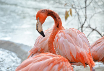 flamingo in the water