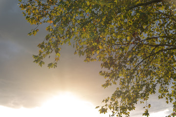 Silhouette of maple leaves (Platanus hispanica) in contrast to the sunset in southern Brazil