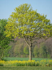 Windräder und mühlen im Münsterland