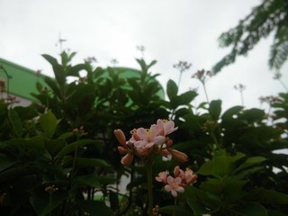 pink flower in the garden