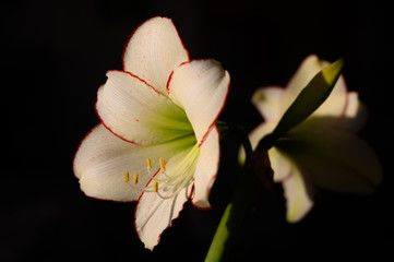 White amaryllis flower with red edge