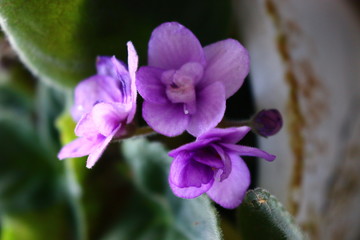 Lilac violets in a pot