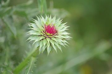 pink flower of a thistle