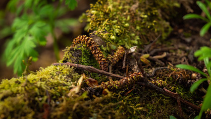 moss growing on a fallen tree