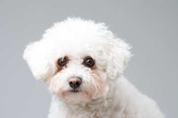 White fluffy Bichon Frise dog sitting down
