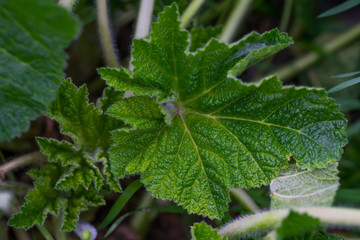 Green plant macro photo. Leaves of a plant close-up. Green grass. Green weed in the spring. The texture of the leaves of a green plant. Plant stems on the ground