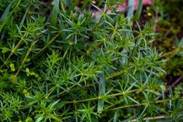 Green plants macro photo. Green grass. Green weeds in the spring. The texture of small green plants. Sprigs of plants on the ground