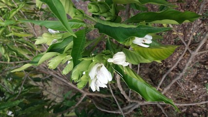 Justicia adhatoda flower, Malabar nut, adulsa, adhatoda, medicinal or herbal plant native to Asia