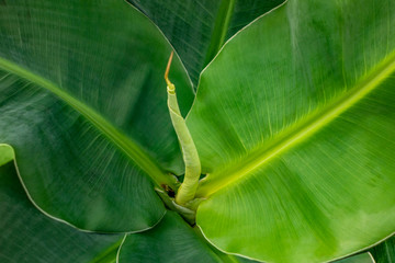 banana plant closeup