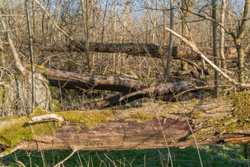 Wald mit umgestürzten Bäumen