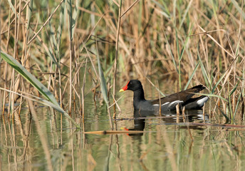 Common Moorhen in Buhair lake