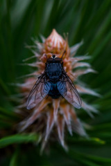 Fototapeta na wymiar Fly macro photo. Blue fly in a natural habitat. Fly ns cone conifer. Wings, eyes, paws of a fly close-up. Macro photo of an insect