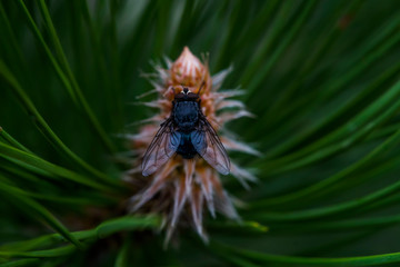 Fly macro photo. Blue fly in a natural habitat. Fly ns cone conifer. Wings, eyes, paws of a fly close-up. Macro photo of an insect