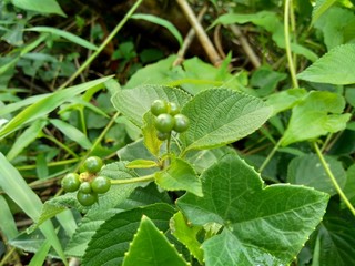 Lantana camara (common lantana, big sage, wild-sage, red sage, white sage, tick berry, West Indian lantana, umbelanterna) with natural backrgound