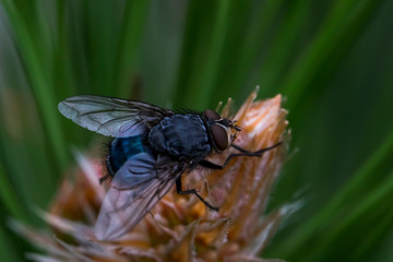 Fly macro photo. Blue fly in a natural habitat. Fly ns cone conifer. Wings, eyes, paws of a fly close-up. Macro photo of an insect
