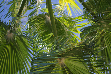 Obraz na płótnie Canvas Looking up at giant palm tree leaves against a blue sky