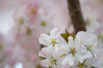 Close up macro photo of English cherry blossom on a tree in spring