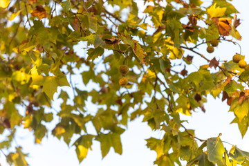 Silhouette of maple leaves (Platanus hispanica) in contrast to the sunset in southern Brazil