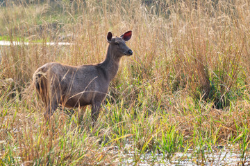 Female blue bull or nilgai is an asian antelope walking in the forest. Nilgai is endemic to Indian subcontinent. Ranthambore National park, Rajasthan, India
