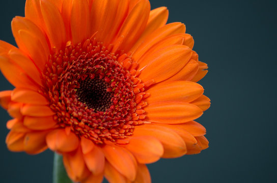 Close up macro photograph of a Gerbera flower