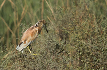 Squacco Heron perched on a bush