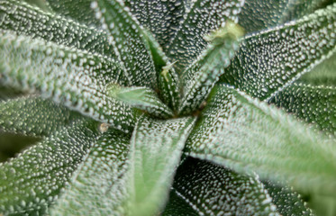 Haworthia plant closeup