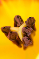 Close up macro photograph of the inside of a tulip flower