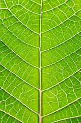 Close up macro photograph of a green leaf with veins