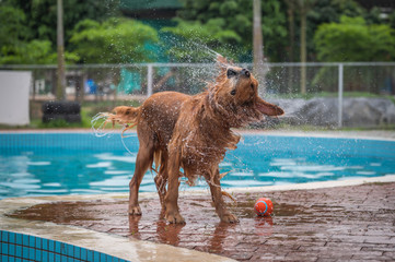 Golden retriever throwing water by the pool