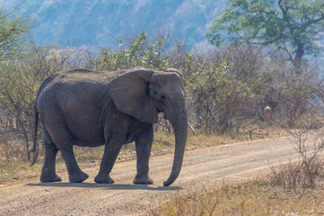 Large African Elephant walking through Kruger National Park in South Africa