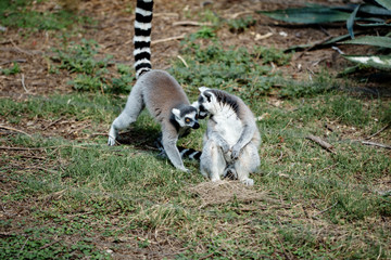 Couple of ring-tailed lemurs communicating each other sitting on grass © dariazu