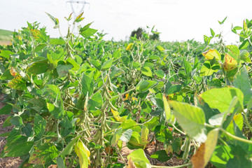 Soybean plants (Glicyne max) with pods formed at pre-harvest point