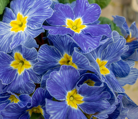 blue primula flowers