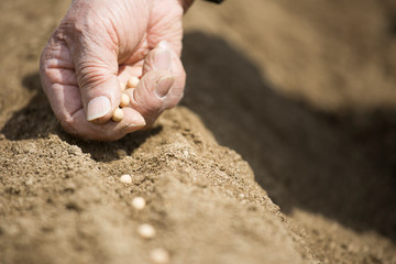 種まき