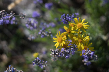lavender flowers in the garden