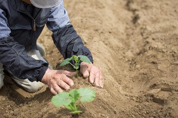 野菜の苗を植える