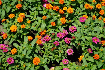 Naklejka premium Bright flowers in the middle of the holiday stay at home. 