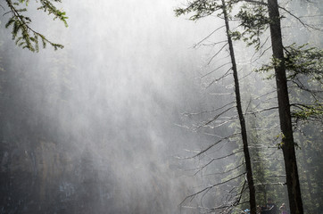 Misty hanging in the forest trees over a cliff edge