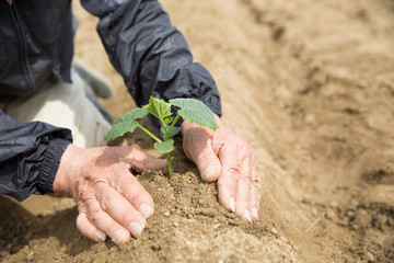 野菜の苗を植える